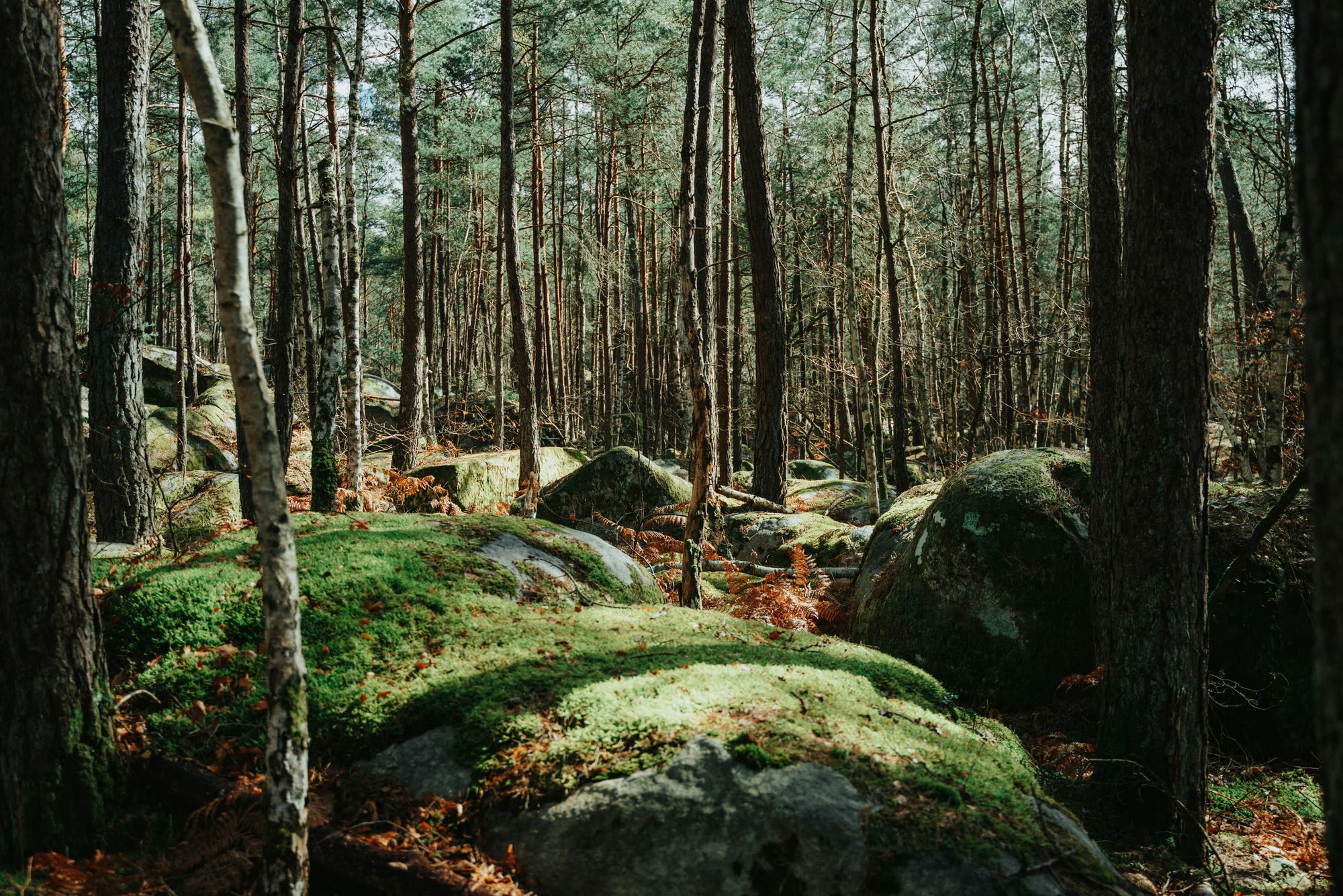 The forest at Fontainebleau, moss-covered sandstone boulders and rust-colored ferns between pine trunks